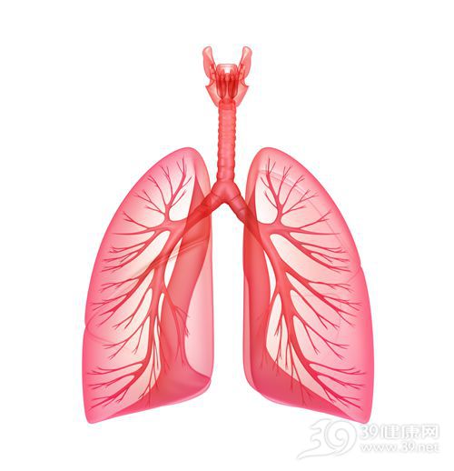 肺 器官 透视_14453253_xxl