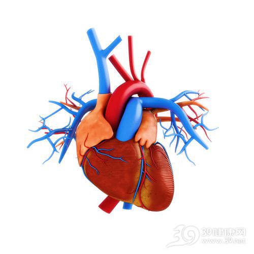 心脏 血管 器官 透视 立体_21186451_xxl