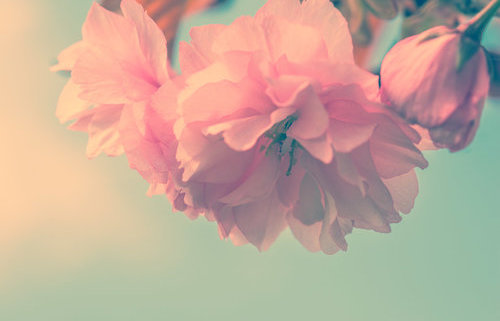 【1112】枸杞汁补肾:科普稿246