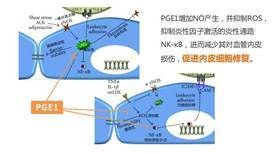 说明:凯那内皮