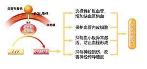 说明:凯那微循环