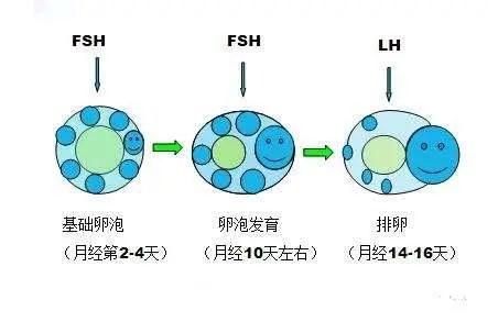 4,卵泡不破裂:好不容易成熟了,就是不破裂!你想闹哪样!