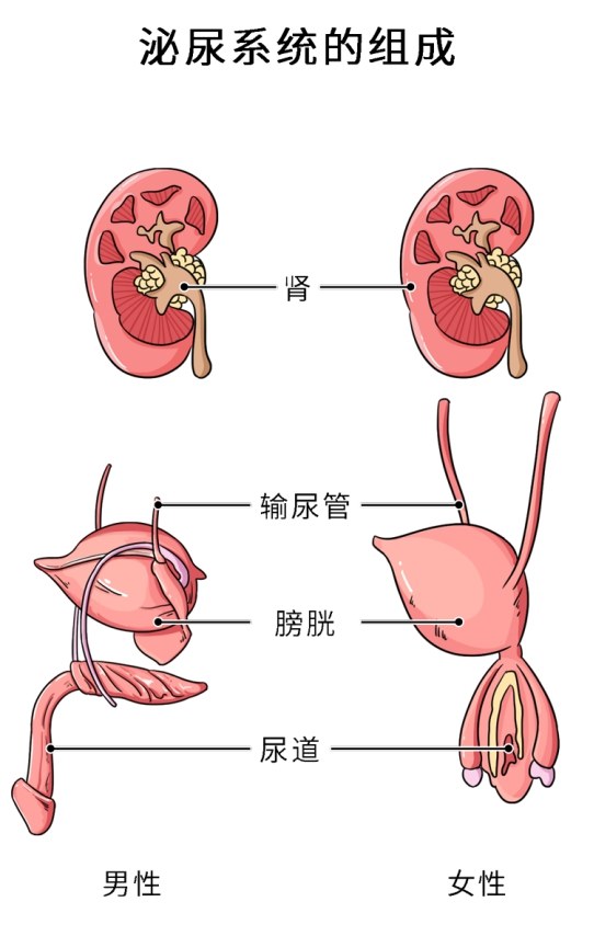 输精管和输尿管图解图片