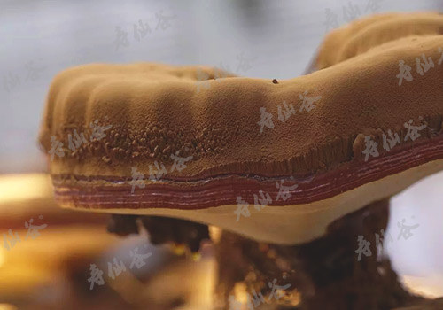 灵芝孢子粉和灵芝粉是同一个东西吗?