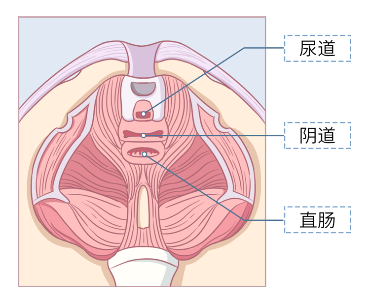 前尿道和后尿道的图示图片