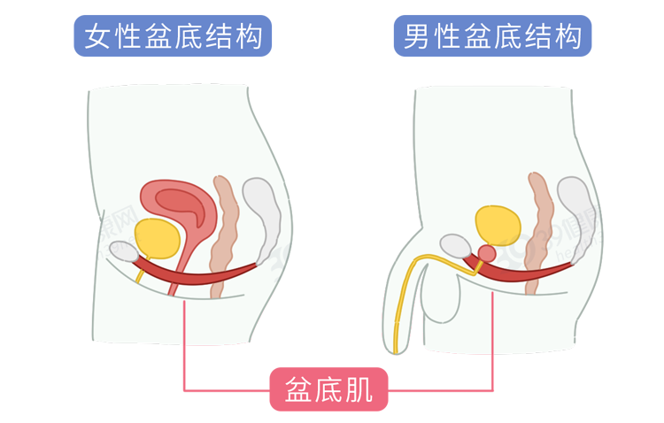 男性骨盆底肌训练方法图片