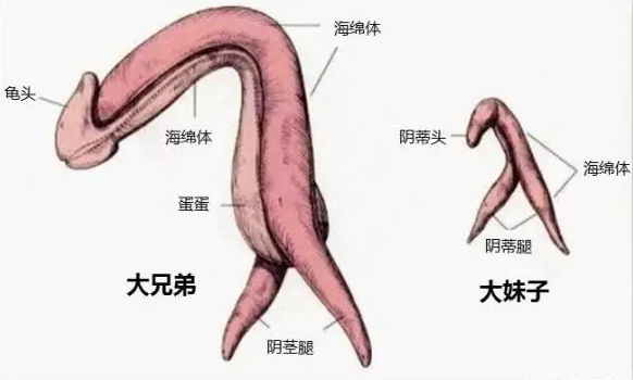 男性前列腺所处的位置在男性肛门内5~7cm处往小腹方向摸,按照医生的话