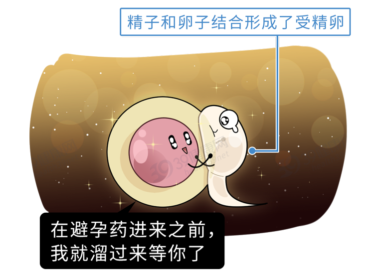 "漏网之鱼"的卵子也可能穿越重重阻碍实力超群的精子阻止受精卵着床no