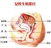 霉菌性阴道炎