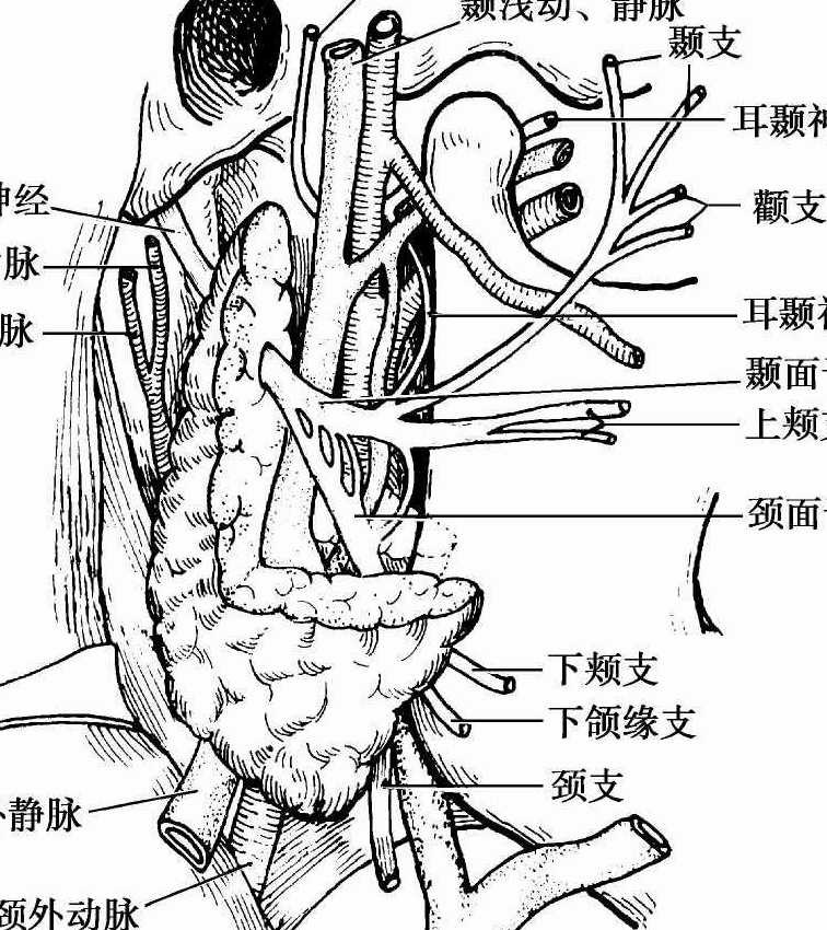 面神经与腮腺的解剖图图片