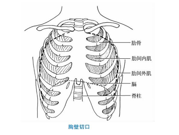 前胸结构图片