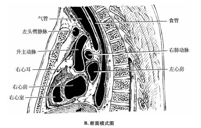 血管纵断面图片