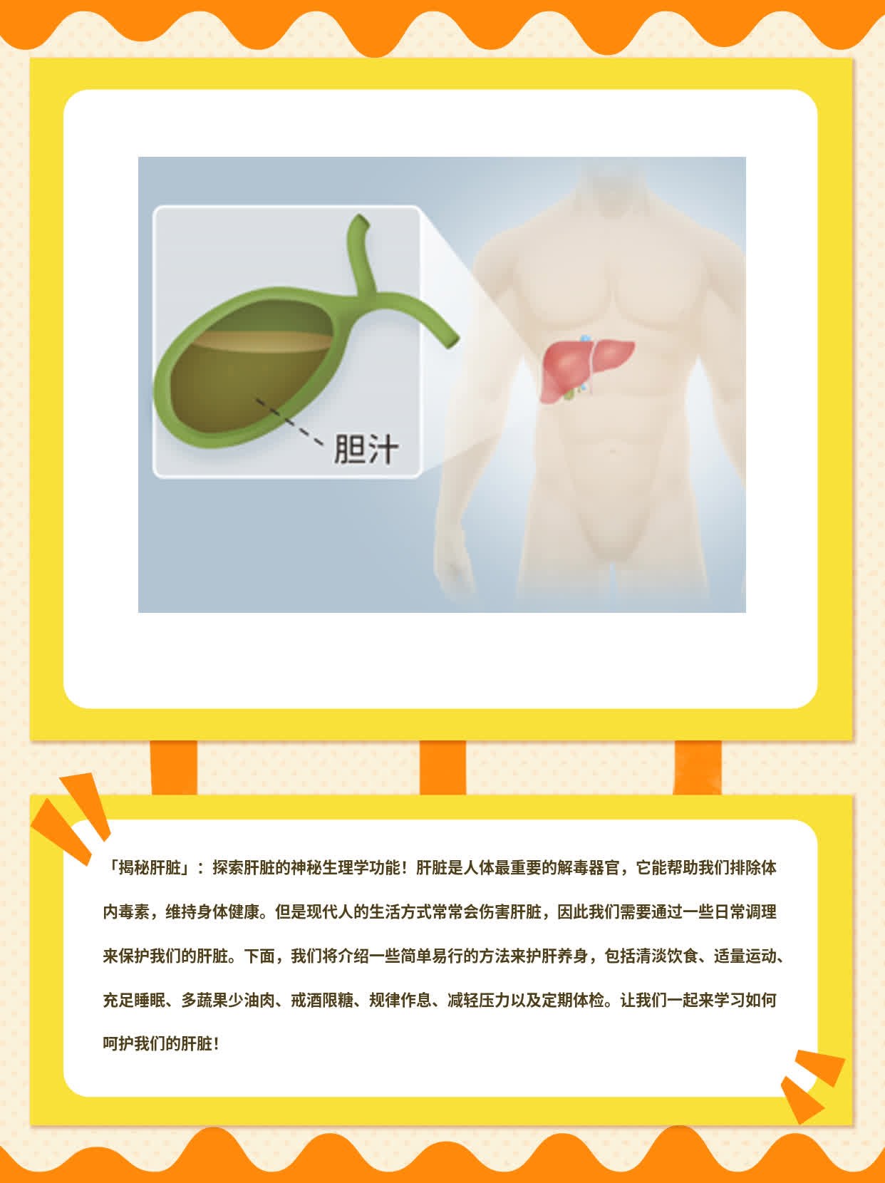 「揭秘肝脏」：探索肝脏的神秘生理学功能！