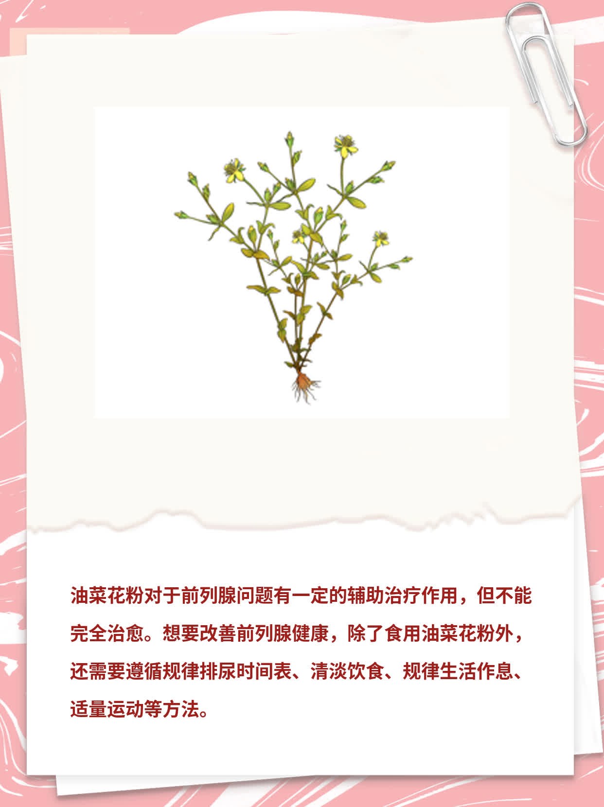 「前列腺问题」油菜花粉治前列腺靠谱吗？