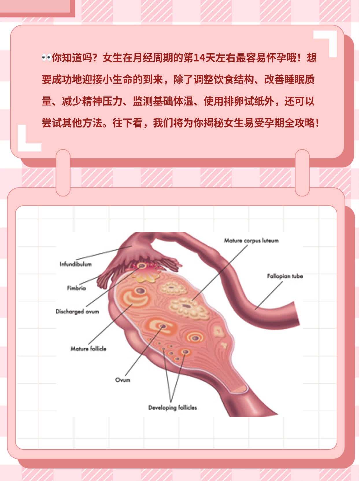 揭晓！女生易受孕期全攻略