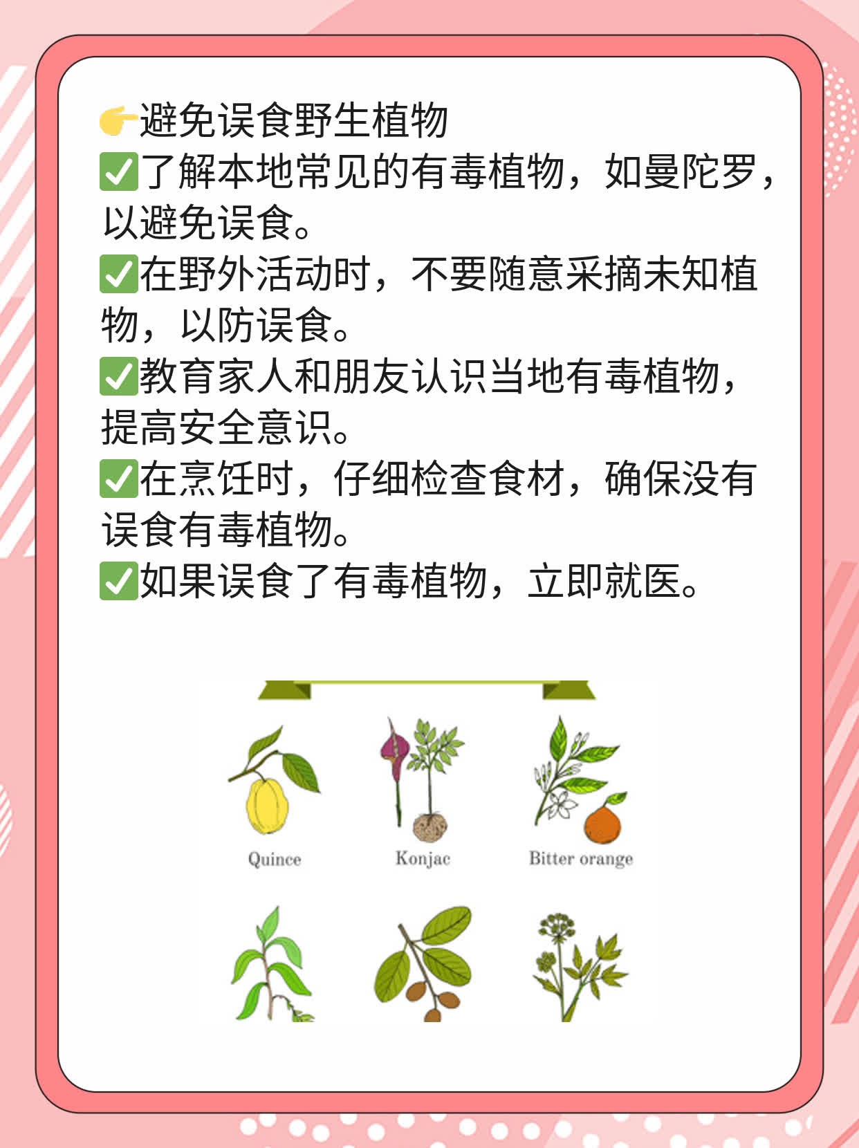 「揭秘」曼陀罗果实：神奇功效、禁忌你知道吗？