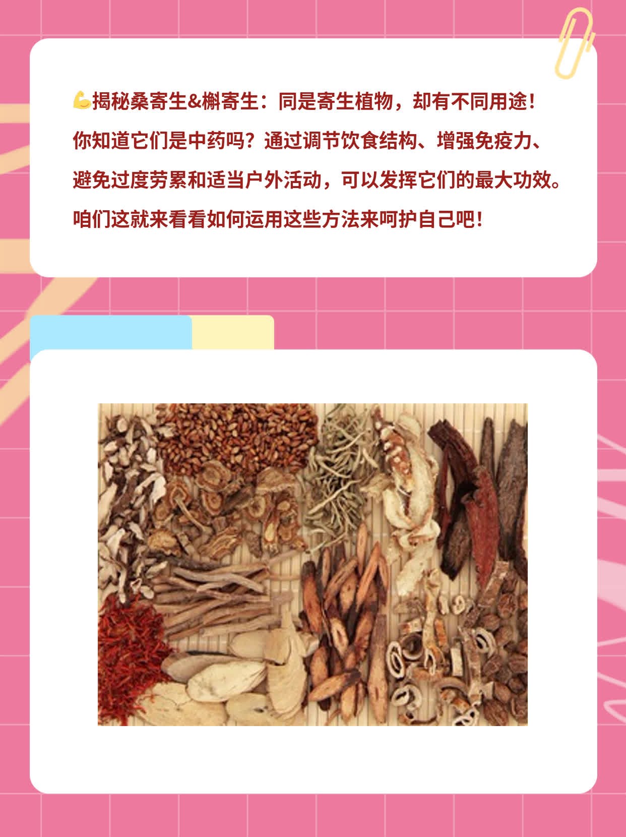 「揭秘」桑寄生&槲寄生：同是寄生植物，却有不同用途！