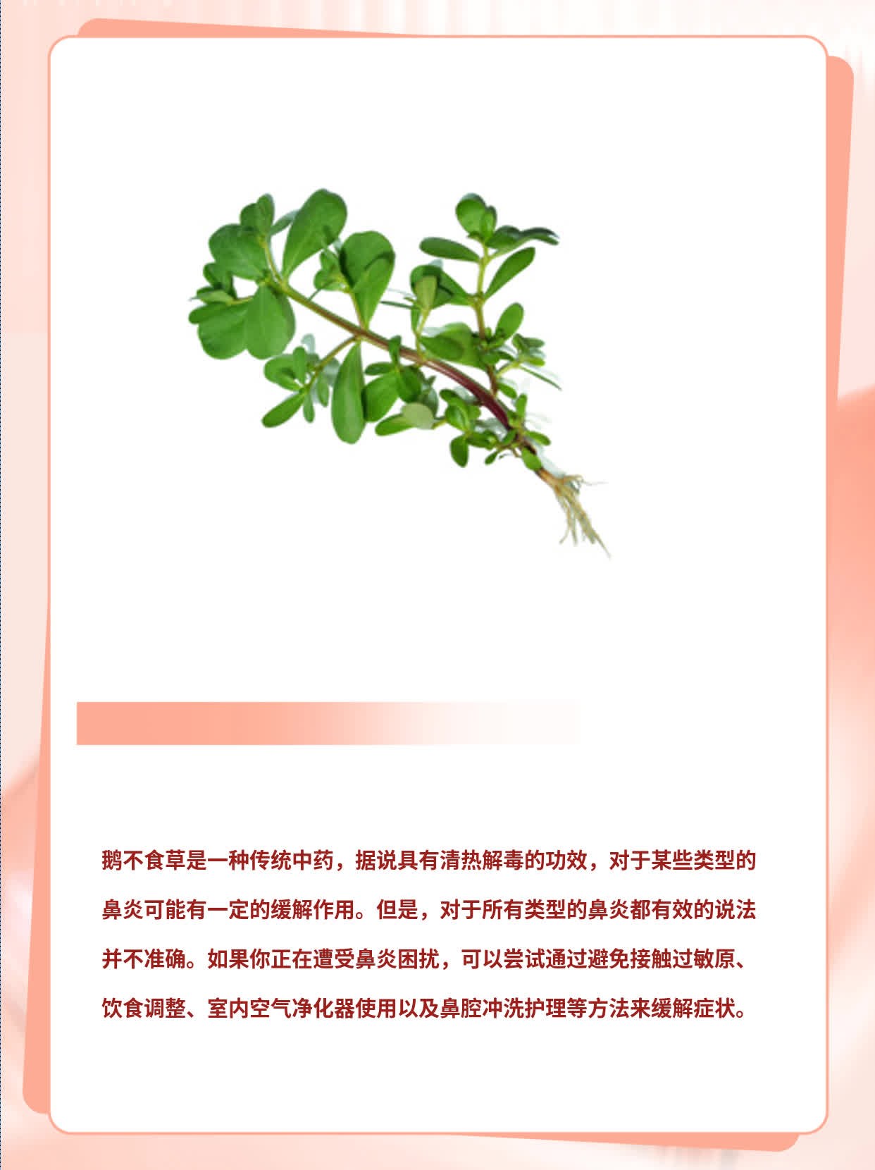 鹅不吃草治疗图片