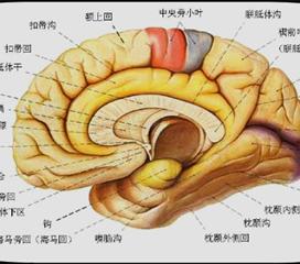 中樞神經系統白血病