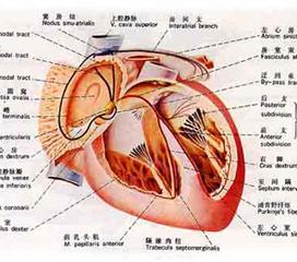 主动脉窦解剖图三维图片