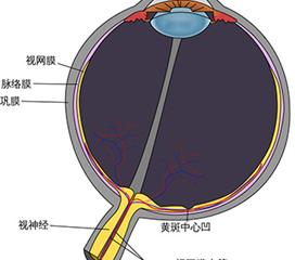 巩膜筛板结构图图片