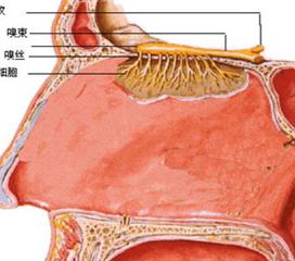 鼻前庭囊肿位置图图片