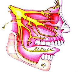 鼻竇骨折別名:發病部位:併發疾病