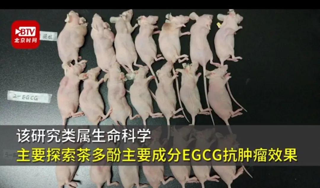 2名武汉小学生研究“喝茶抗癌”获奖,其父为武大基础医学院院长