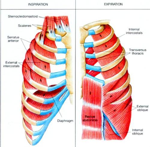 肋骨神经痛部位图图片
