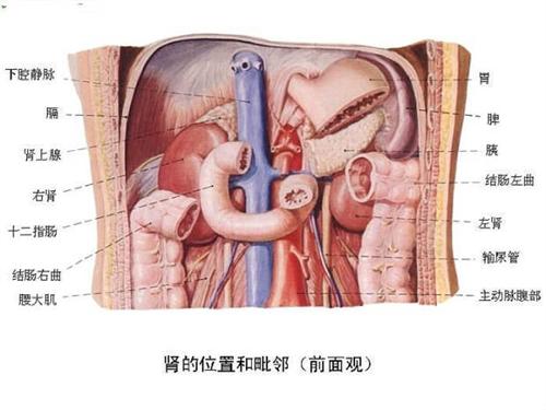 肚子右边是什么器官图图片