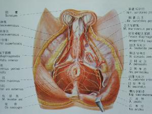 肛周囊肿早期图片展现图片