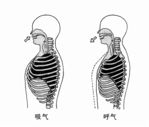 發病部位:併發疾病熱門問答怎麼判斷胸式呼吸和腹式呼吸胸式呼吸怎麼