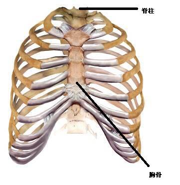 胸骨线和胸骨旁线图片图片
