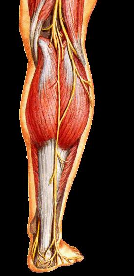 腓肠肌位置示意图图片