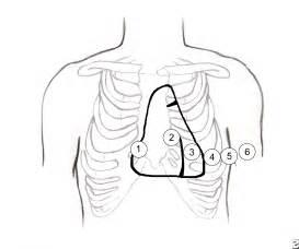 胸前区位置图片