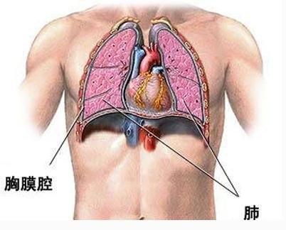 胸腔位置图片图片