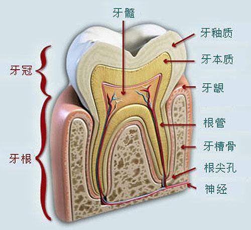 牙本质外露可以不管吗图片