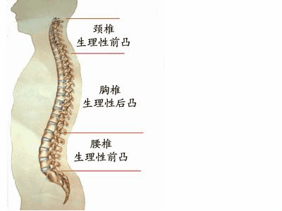 脊柱正常形态图片