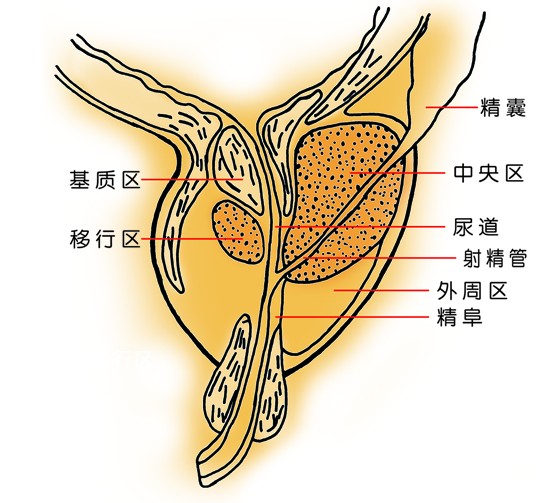 前列腺平滑肌图片图片