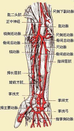 尺侧上副动脉图片