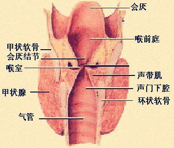 咽喉惡性腫瘤