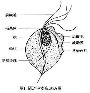 男性毛滴虫图片