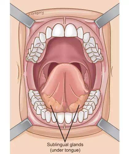 舌下腺小管图片