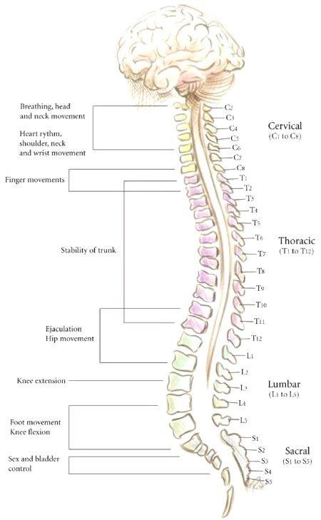 脊髓分布图图片