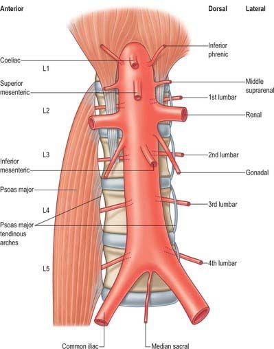 动静脉瘘图片位置图片