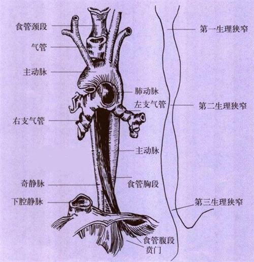 兒童氣管狹窄的症狀