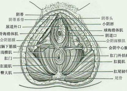 肛门系带图片