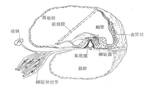 膜迷路積水