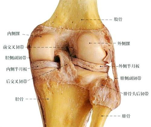 膝关节内侧副韧带断裂看什么科