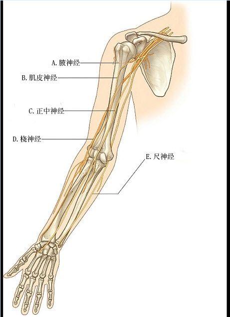 腕部正中神经解剖图片图片